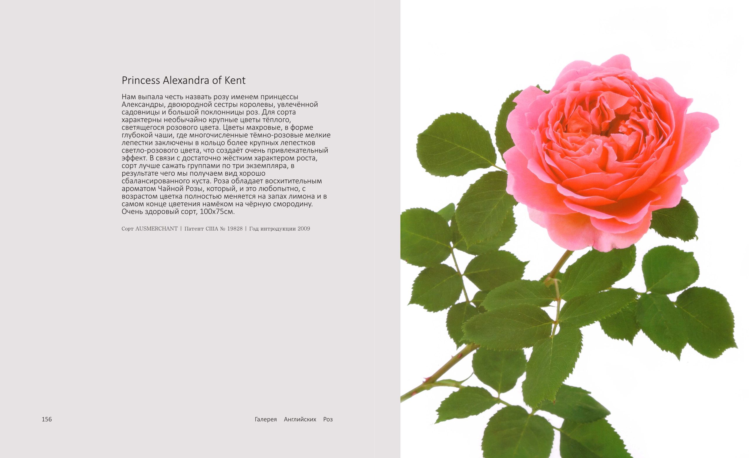 ЭнциклопедияДОстина-157 copy